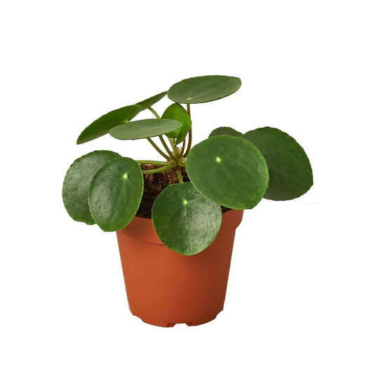 Chinese Money Plant