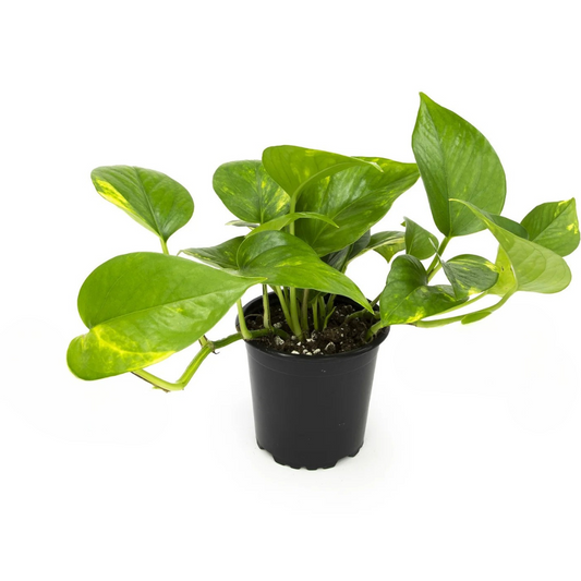 Golden Pothos