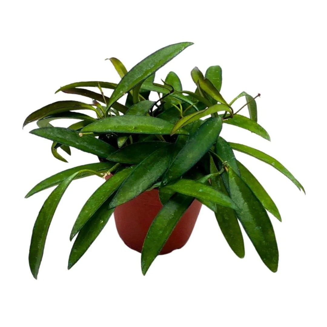 Hoya Wayetti
