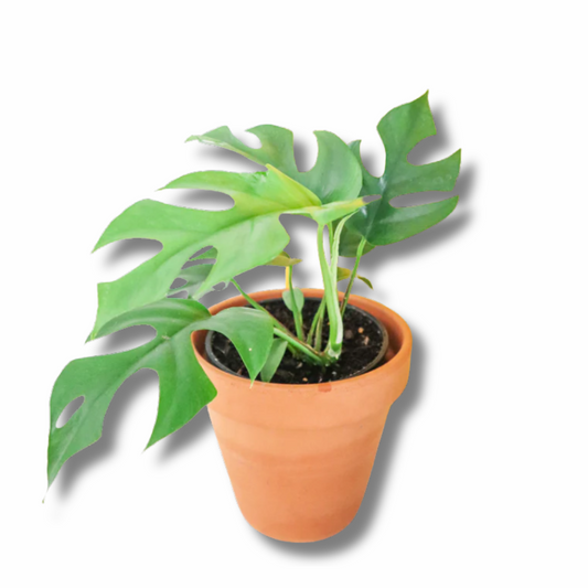 Mini Monstera