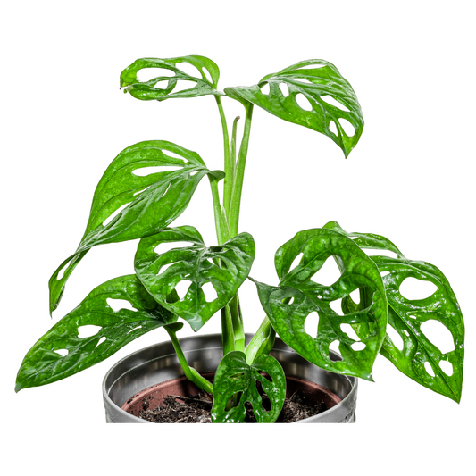 Monstera Adansonii