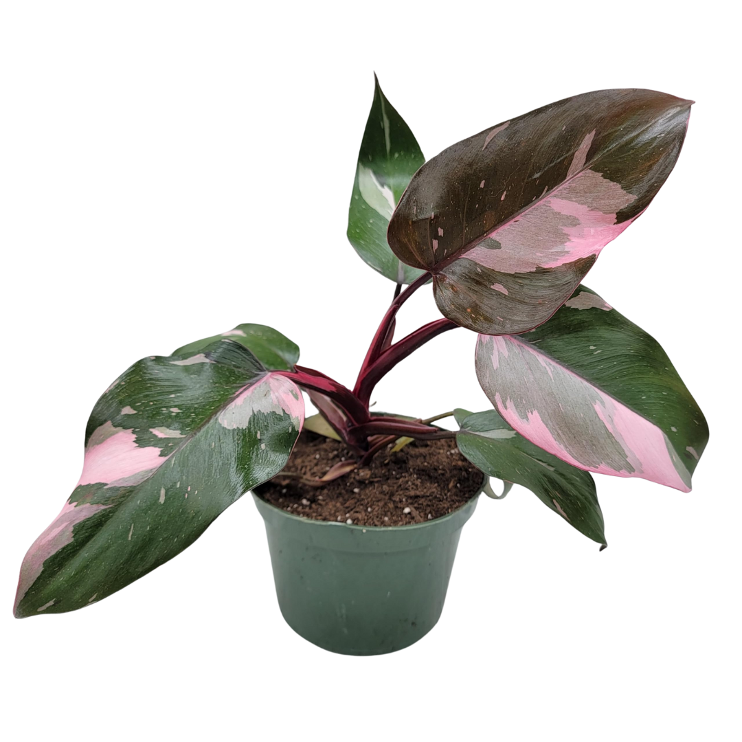 Pink Princess Philodendron