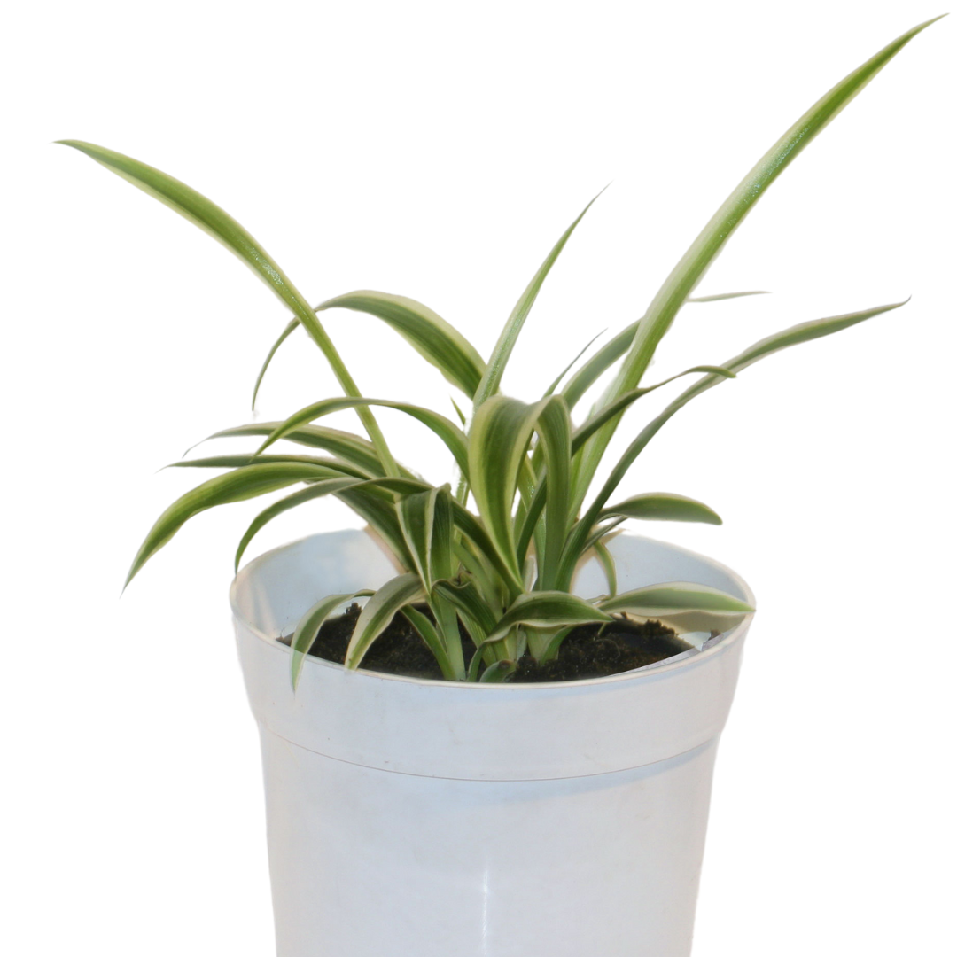 Spider Plant