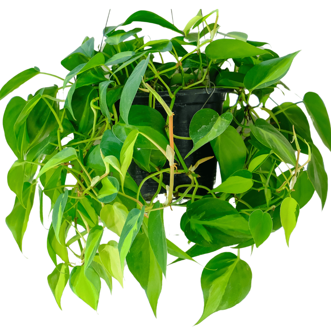 Philodendron Brasil