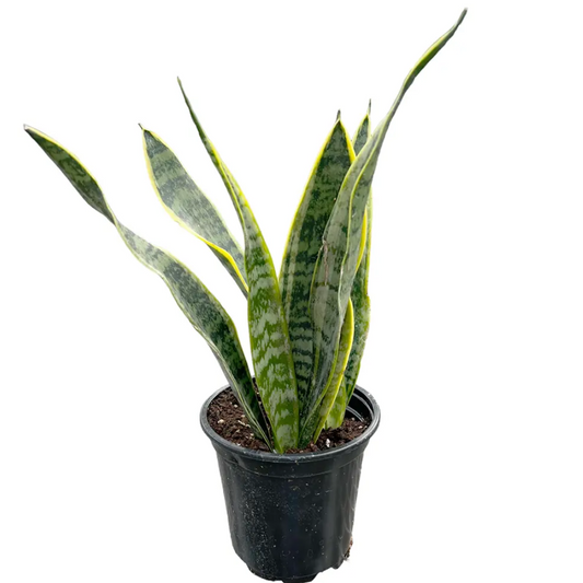 Snake Plant
