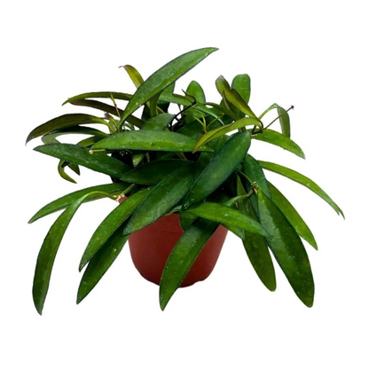 Hoya Wayetti