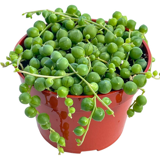 String of Pearls